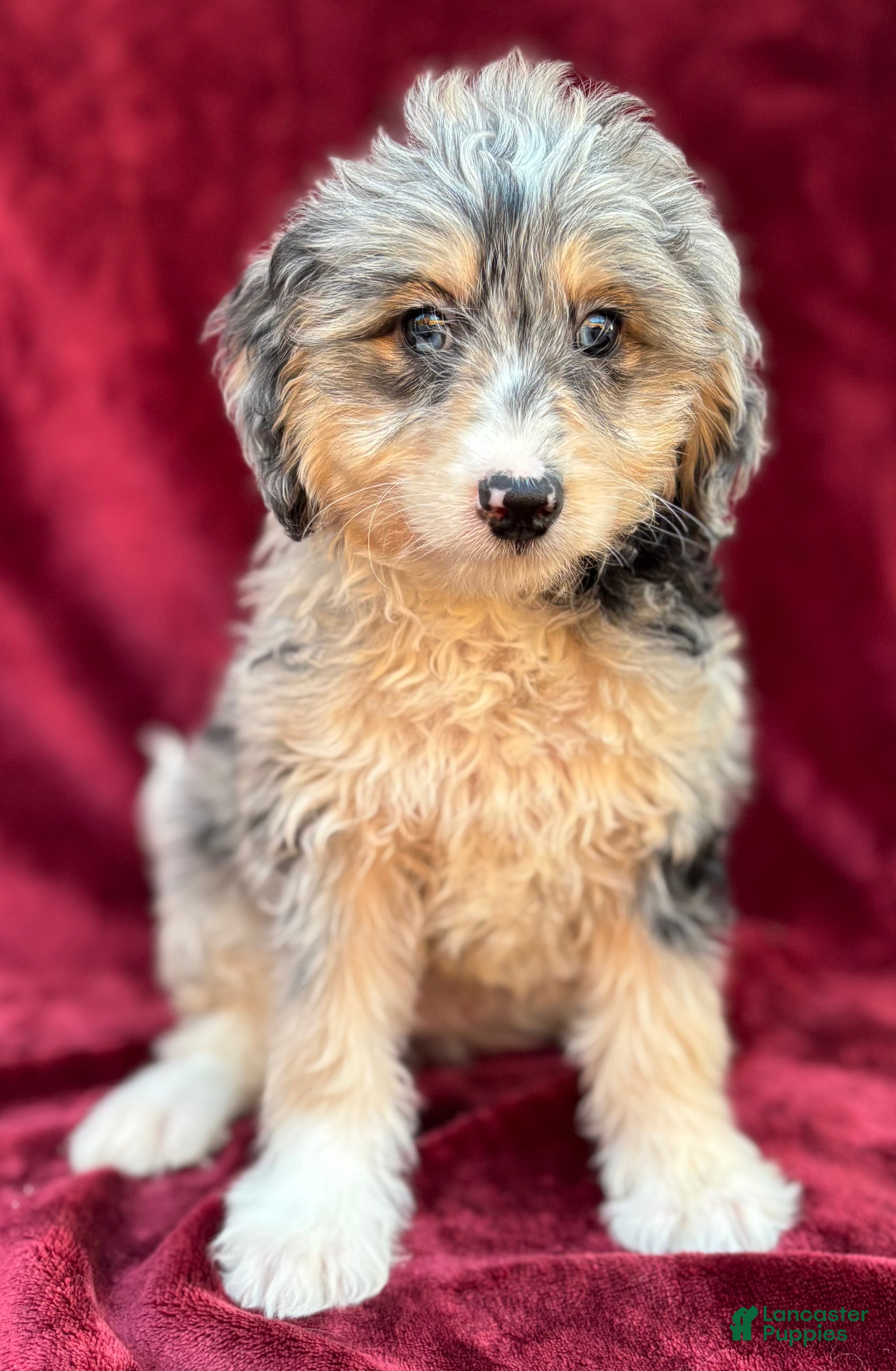 Mini Bernedoodle dogs for sale: Kolly  - Ad 1