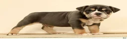 English Bulldog dogs for sale: Brutus - Ad 4