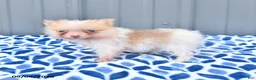Pomeranian dogs for sale: Dahlia - Ad 4