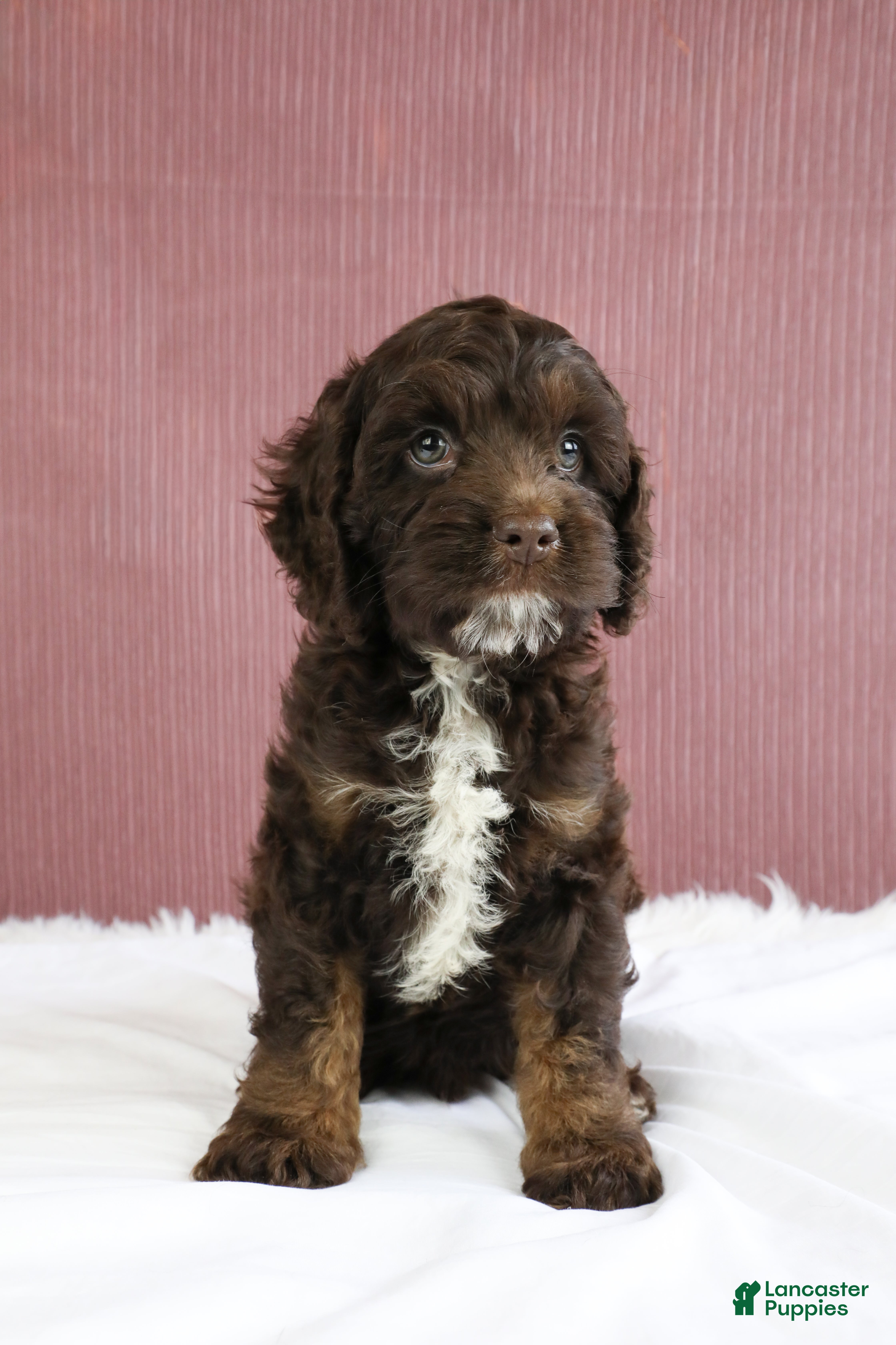 Cockapoo dogs Ash 🐦‍🔥 - Ad 2