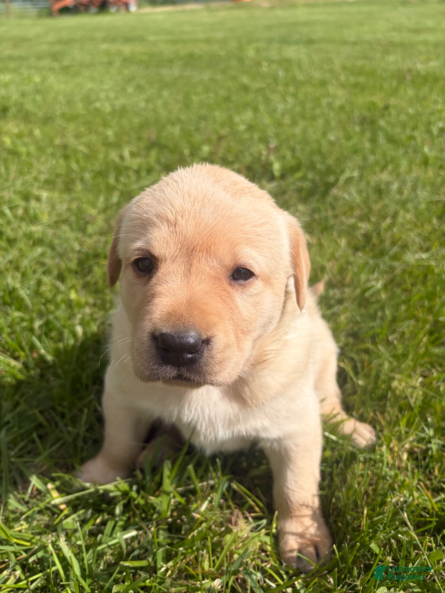 Labrador Retriever dogs Jessi - Ad 1