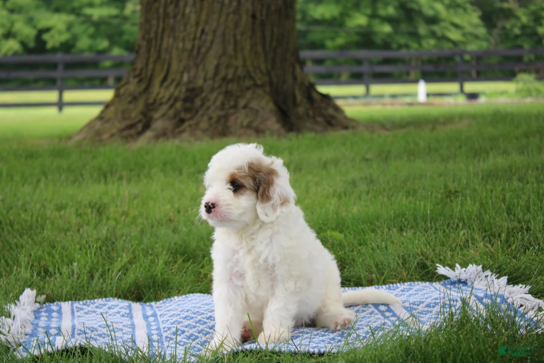 Mini Goldendoodle dogs for sale: Ria - Ad 2