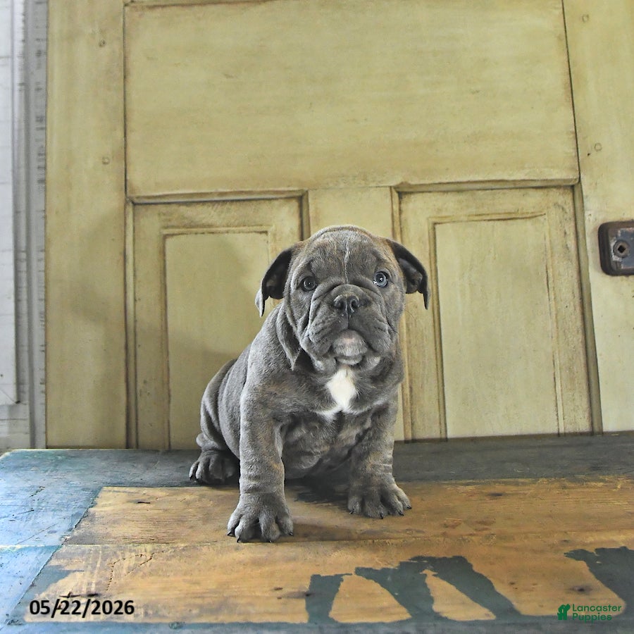 English Bulldog dogs Poppy - Ad 1