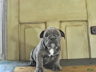 English Bulldog dogs for sale: Poppy - Ad 3