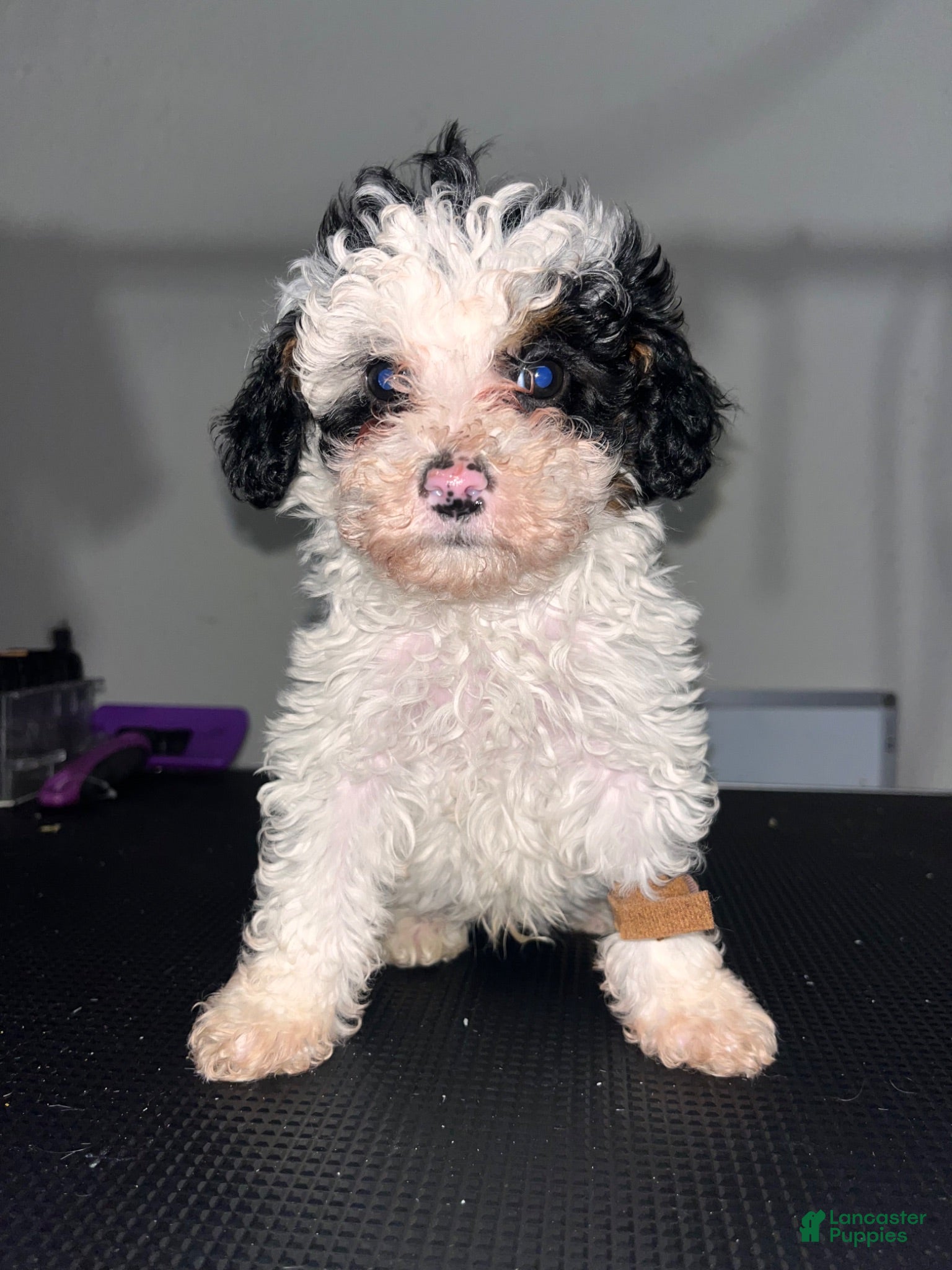 Miniature Poodle dogs Benny - Ad 1