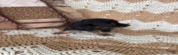 Miniature Dachshund dogs for sale:  Sophia - Ad 3