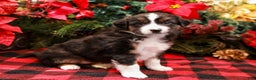 Miniature Australian Shepherd dogs for sale: Fig - Ad 3