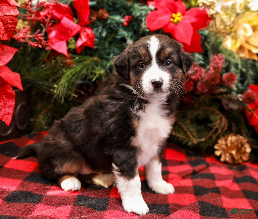 Miniature Australian Shepherd dogs for sale: Fig - Ad 3