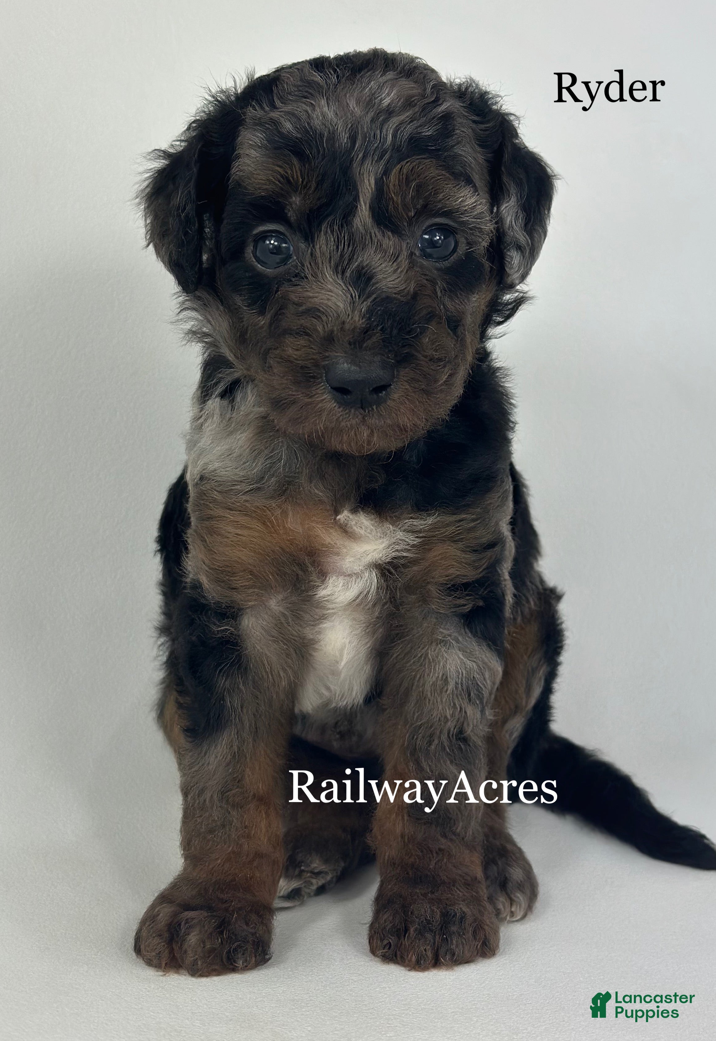 Goldendoodle dogs Ryder - Ad 26