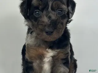 Goldendoodle dogs Ryder - Ad 26