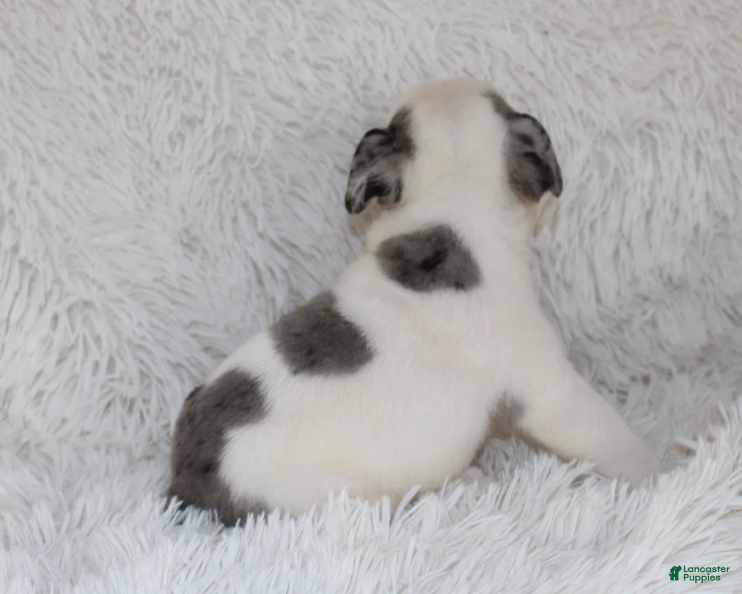 English Bulldog dogs for sale: AKC Olaf - Ad 8