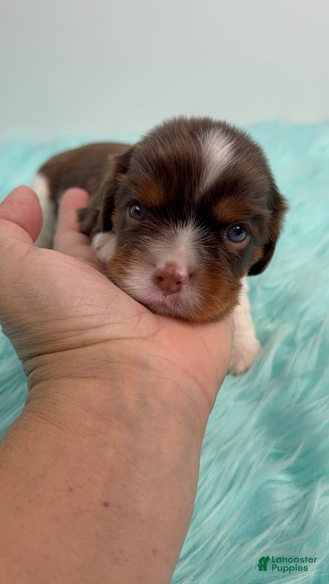 Cavalier King Charles Spaniel dogs for sale: Brownie - Ad 9