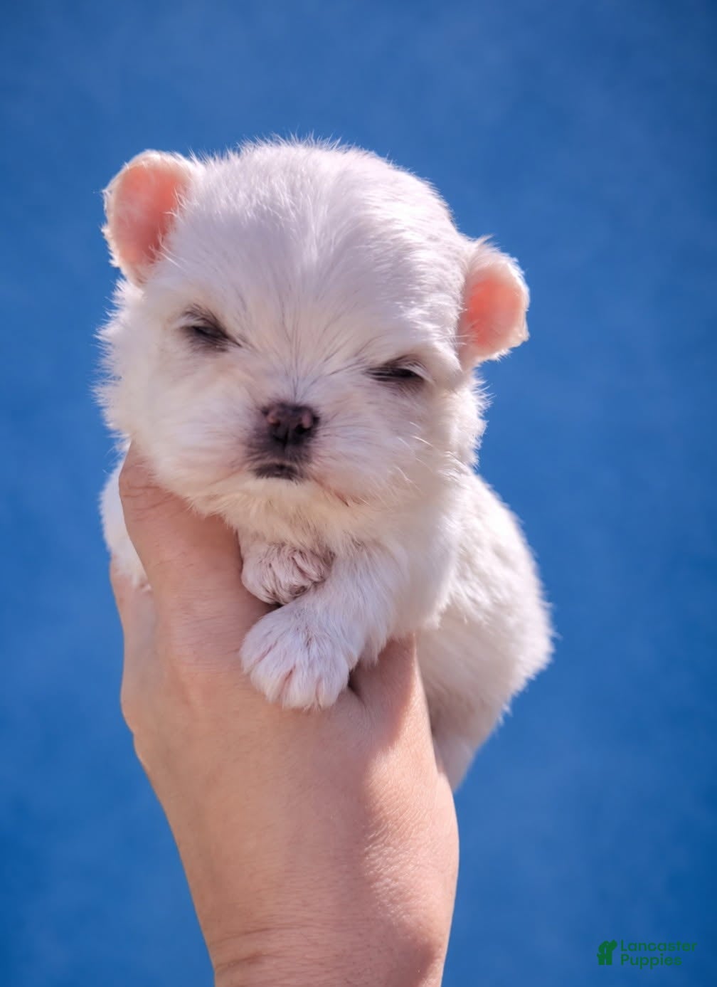 Maltipoo dogs for sale: Korean Maltipoo Teacup Male 1 - Ad 4