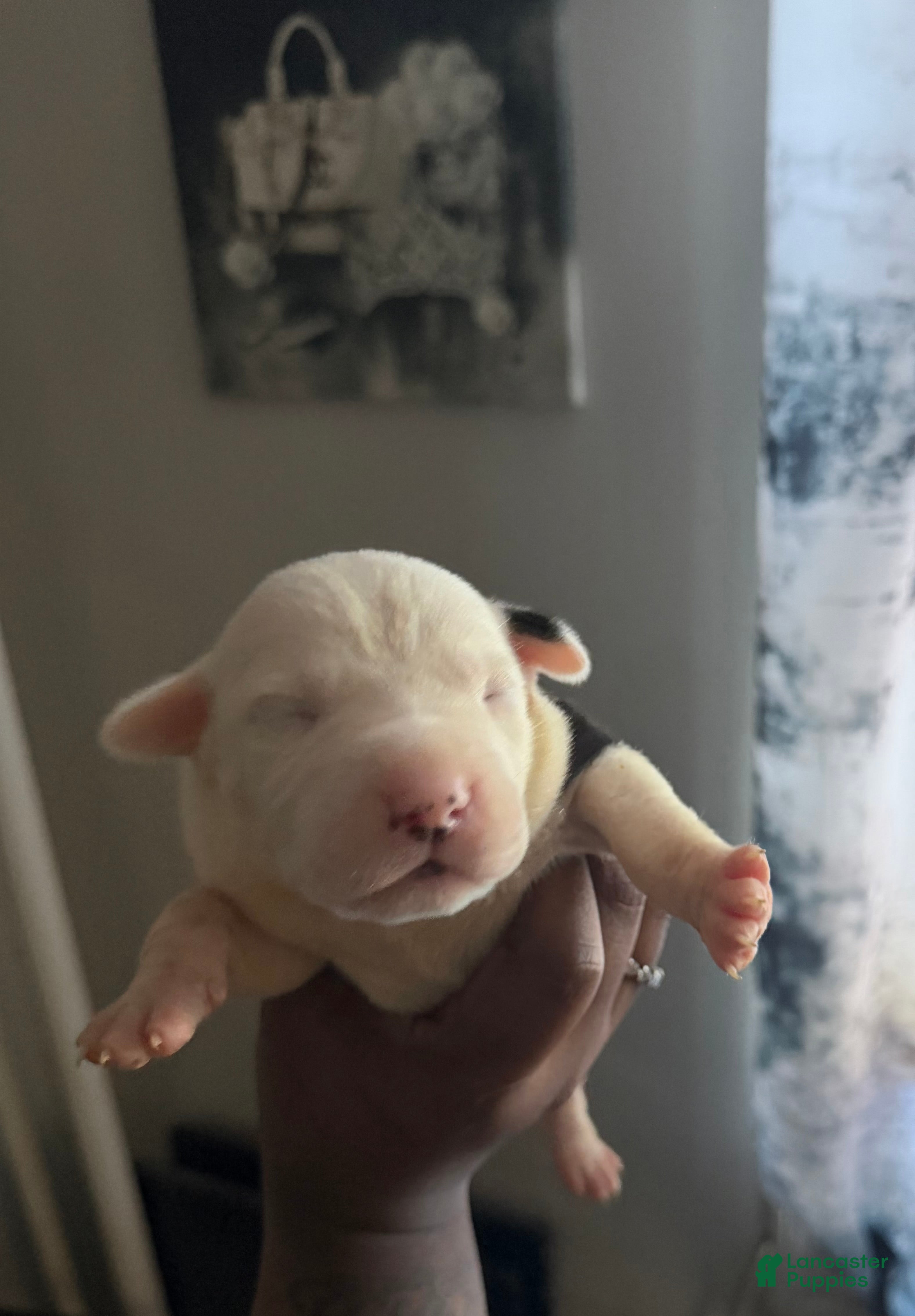 Mixed Breed dogs PEPPA - Ad 28