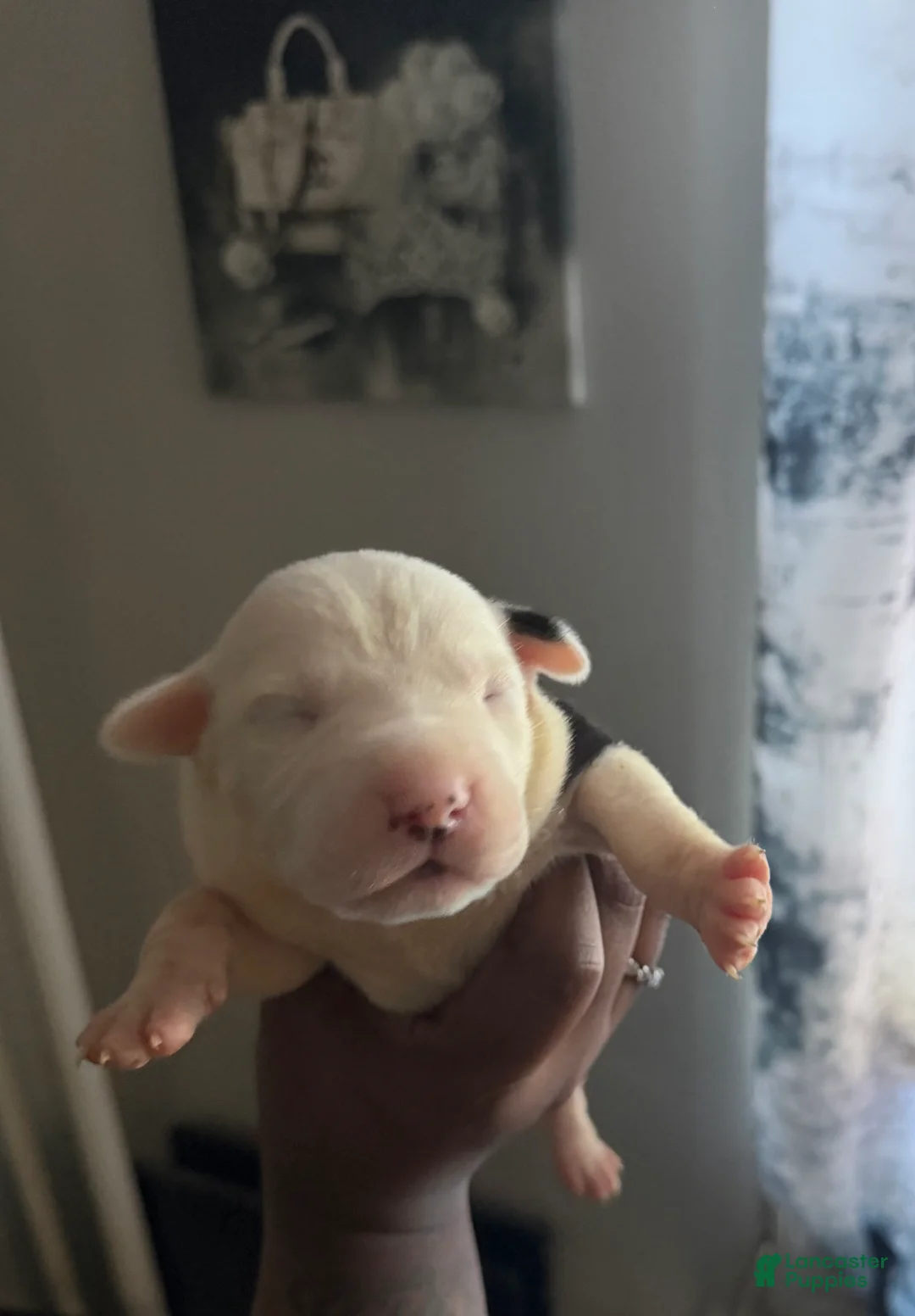 Mixed Breed dogs for sale: PEPPA - Ad 1