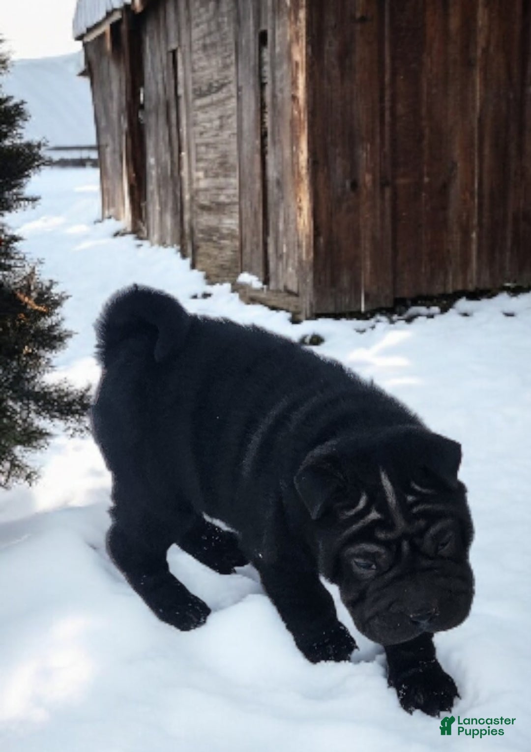 Shar Pei dogs for sale: Ebony mini  - Ad 6