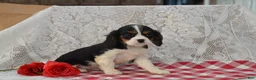 Cavalier King Charles Spaniel dogs for sale: Douglas - Ad 1