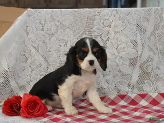 Cavalier King Charles Spaniel dogs Douglas - Ad 1