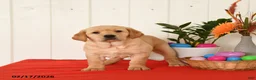 Goldador dogs for sale: Kenzie - Ad 1