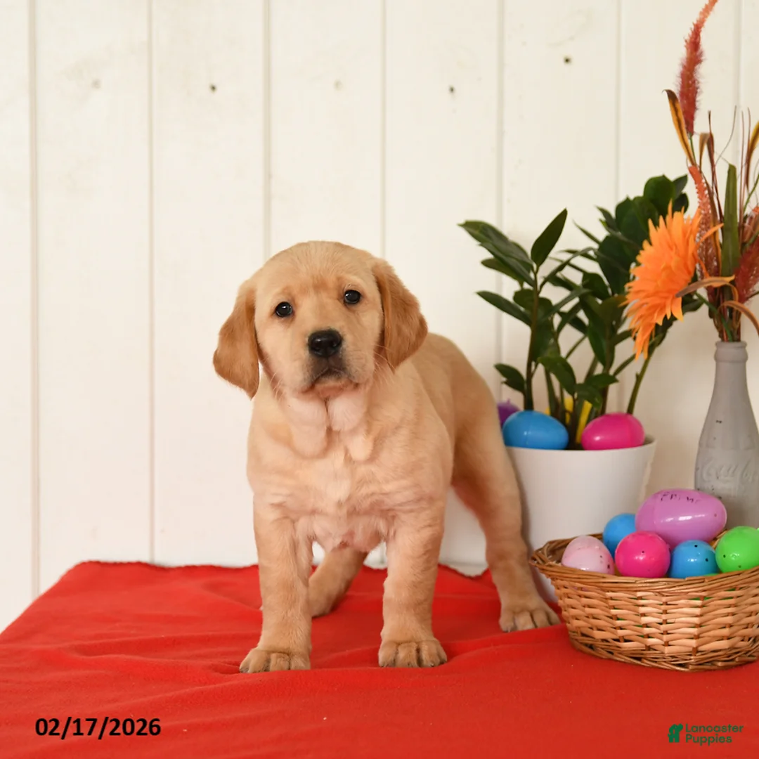 Goldador dogs for sale: Kenzie - Ad 1