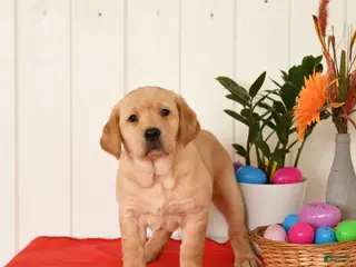 Goldador dogs for sale: Kenzie - Ad 2