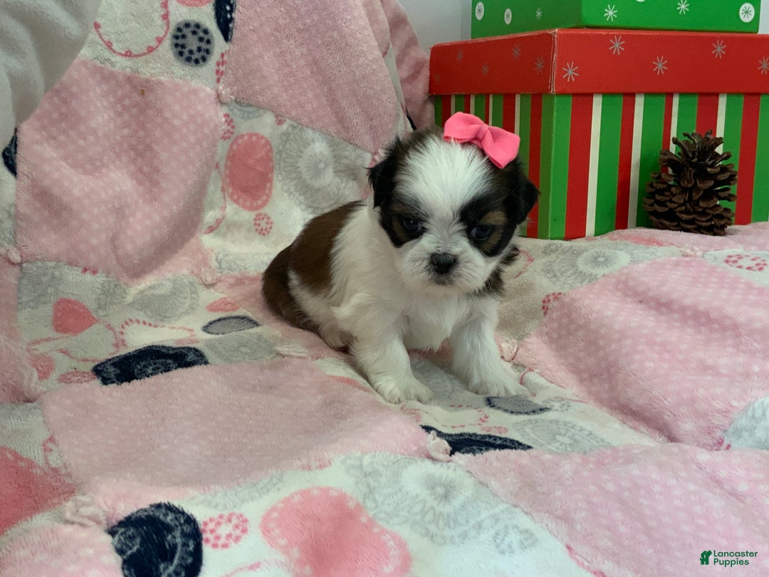 Shih Tzu dogs for sale: TINA - Ad 4