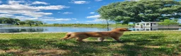 Mixed Breed dogs for sale: Nova - Ad 5