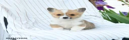 Welsh Corgi Pembroke dogs for sale: Charles - Ad 3