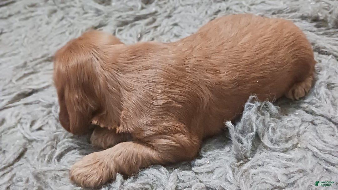 Cocker Spaniel dogs for sale: Cocker Spaniel Puppy 1 - Ad 3