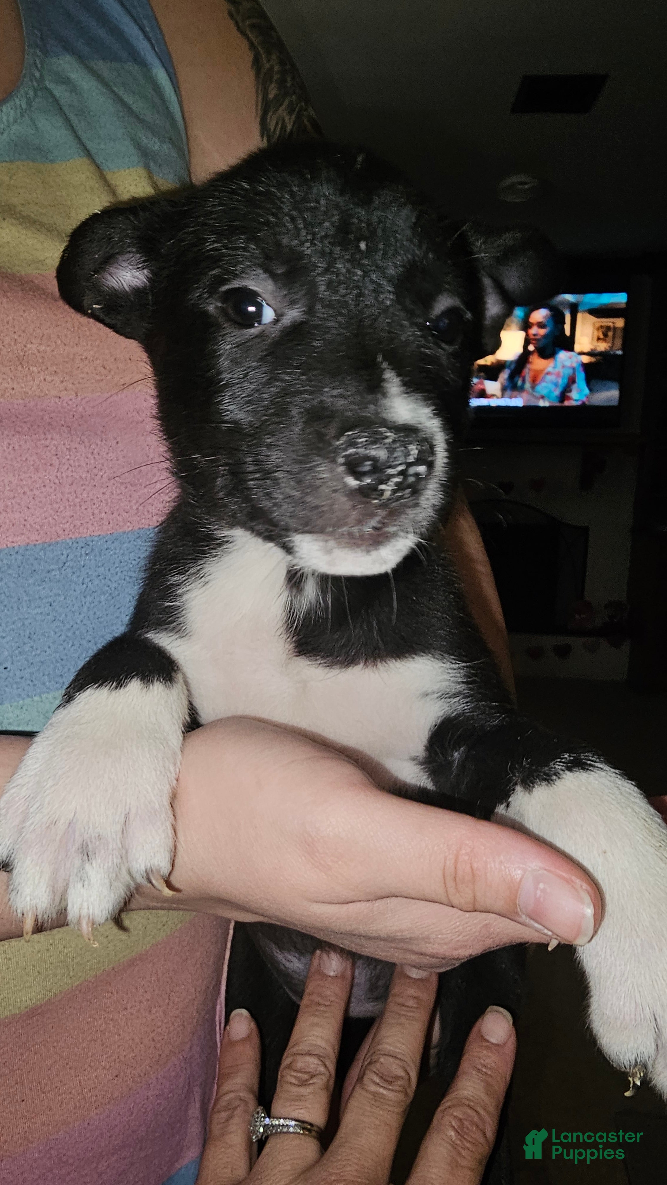 Mixed Breed dogs Leila - Ad 10