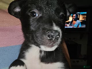 Mixed Breed dogs Leila - Ad 10