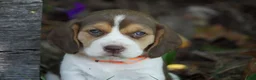 Beagle dogs for sale: Otis - Ad 6
