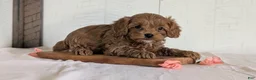 Cavapoo dogs for sale: Roscoe - Ad 8
