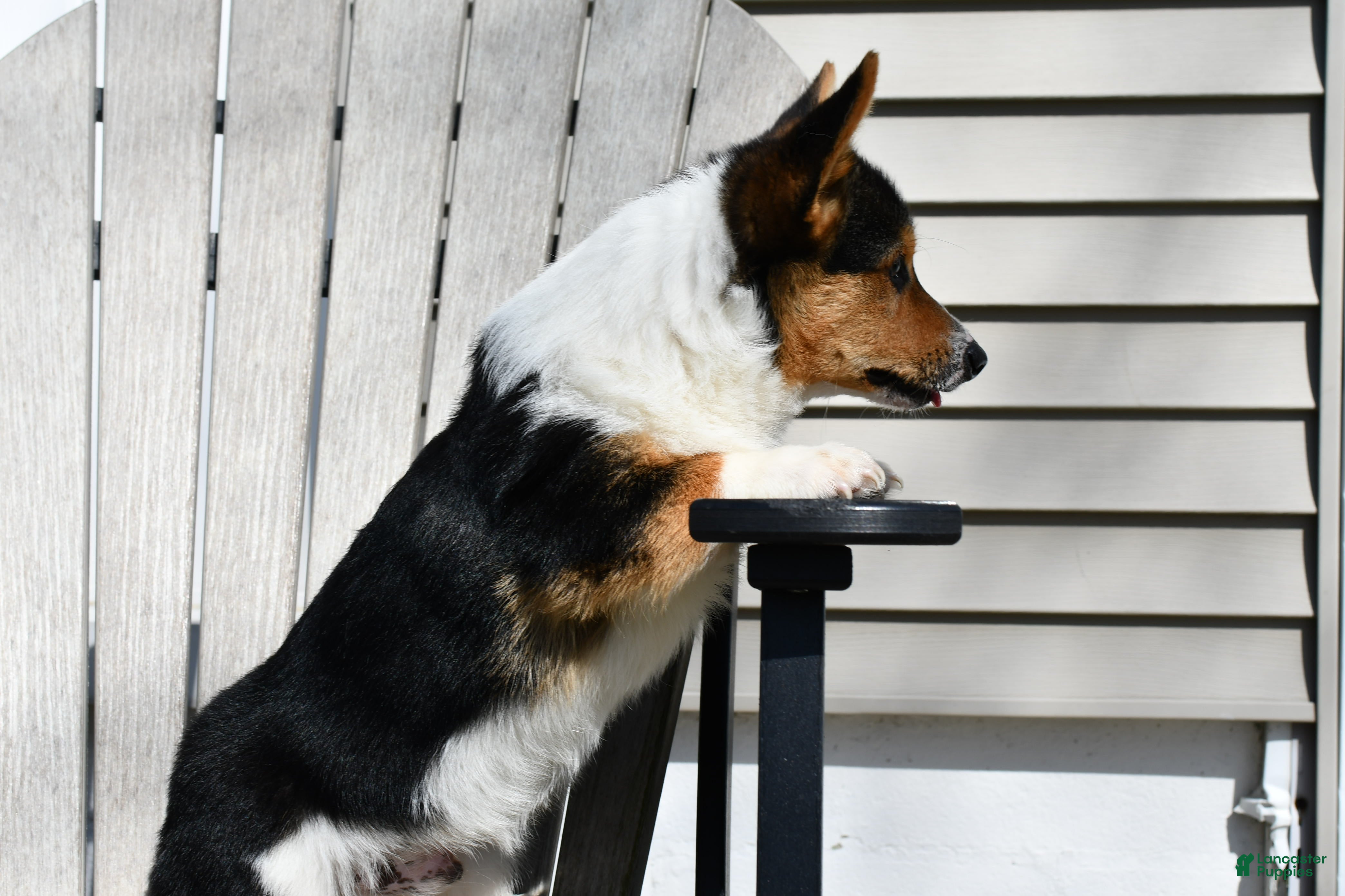 Welsh Corgi Pembroke dogs Guss  - Ad 2