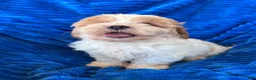 Shihpoo dogs for sale: DOLLY - Ad 8