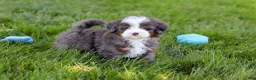 Mini Bernedoodle dogs for sale: Sophie - Ad 11