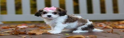 Cavachon dogs for sale: Bella - Ad 8