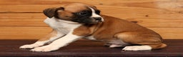 Boxer dogs for sale: Stormy - Ad 4