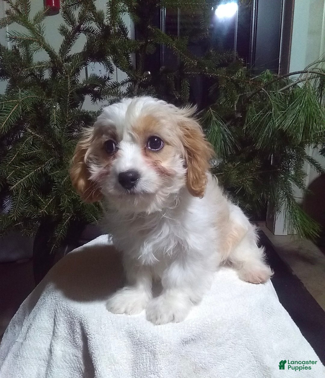 Cavapoo dogs for sale: Ollie - Ad 4