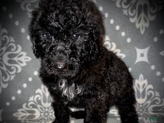 Standard Poodle dogs AKC Scarlet's Orange Collar Female - Ad 32