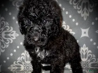 Standard Poodle dogs AKC Scarlet's Orange Collar Female - Ad 42