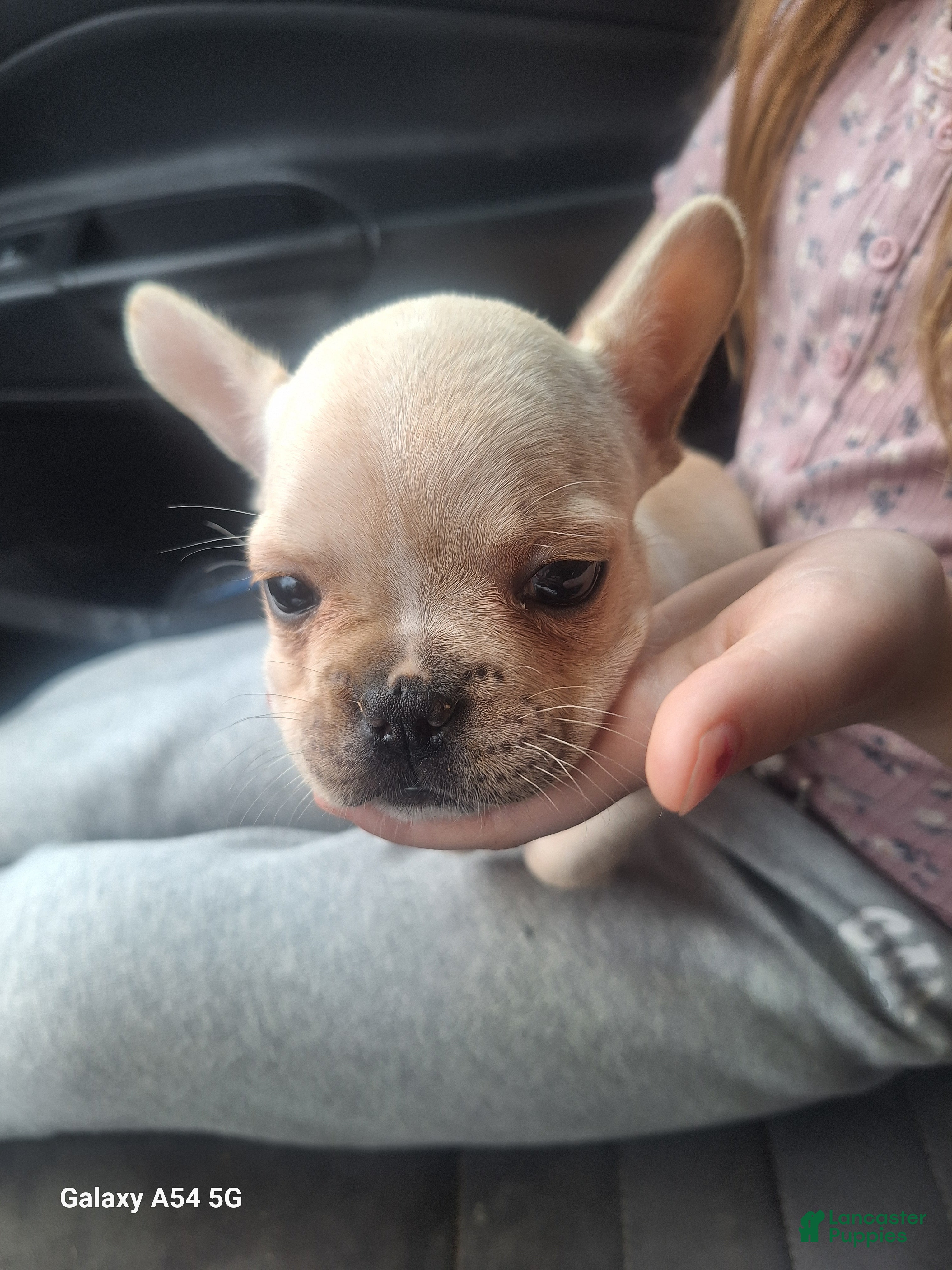 French Bulldog dogs for sale:  Puppy 5 - Ad 3