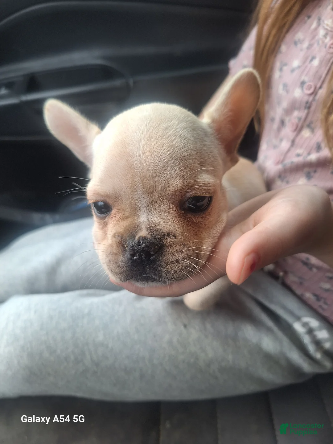 French Bulldog dogs for sale:  Puppy 5 - Ad 1