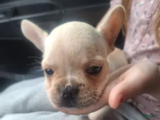 French Bulldog dogs Puppy 5 - Ad 31