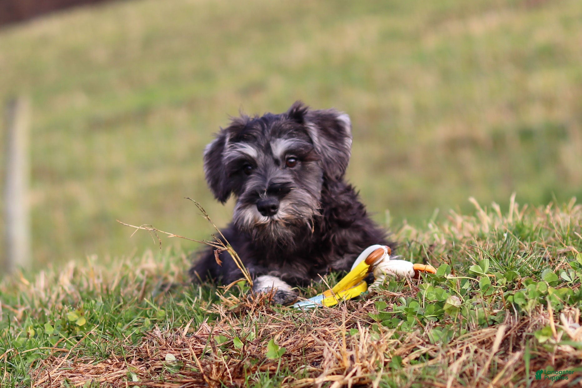 Miniature Schnauzer dogs Poppy - Ad 6
