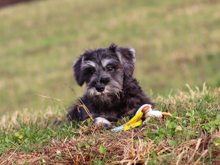 Miniature Schnauzer dogs Poppy - Ad 12
