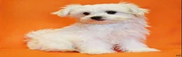Maltese dogs for sale: Brooke - Ad 1