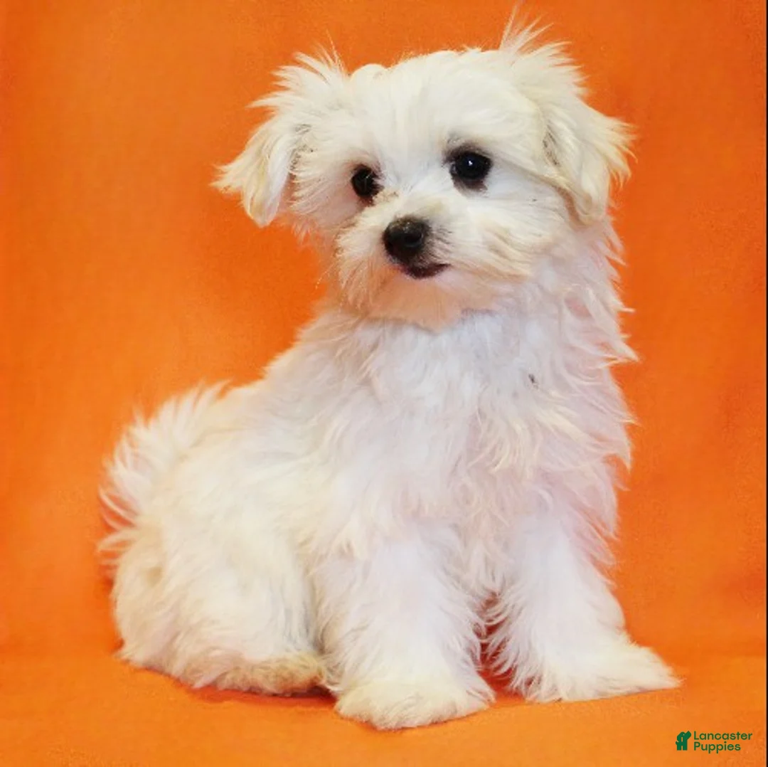 Maltese dogs for sale: Brooke - Ad 1