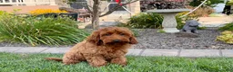 Cockapoo dogs for sale: Shellie - Ad 2