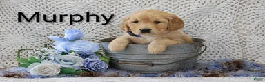 Murphy